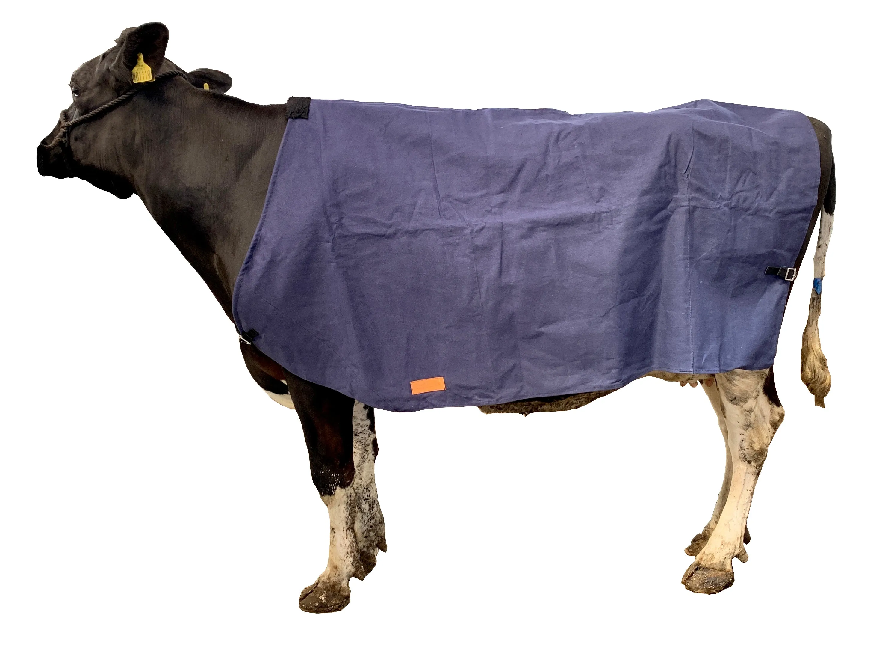 Canvas Cow Cover | Wool Lined