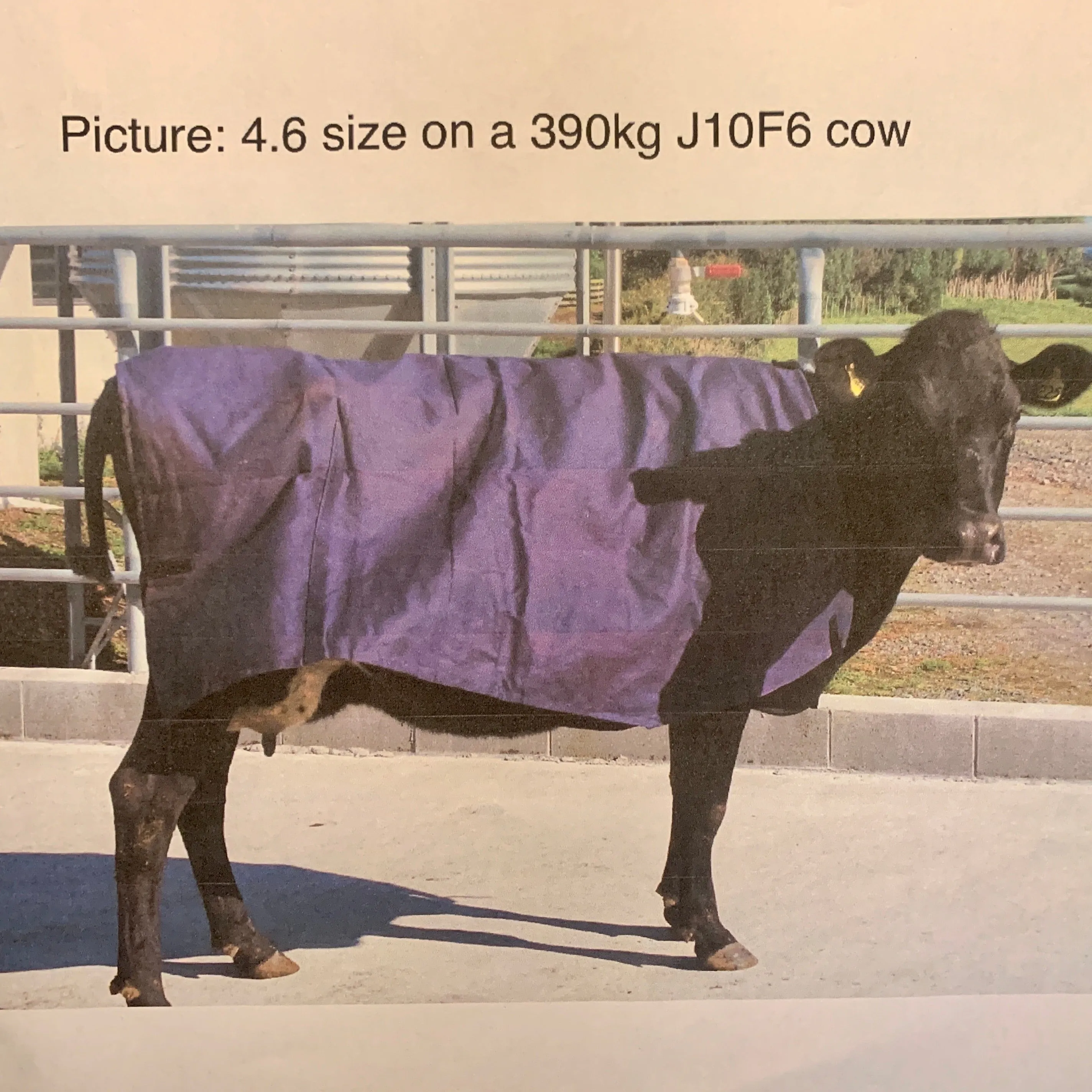 Canvas Cow Cover | Wool Lined